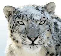 Ako inovovať na Snow Leopard & Čo by ste mali vedieť [Mac] snow leopard