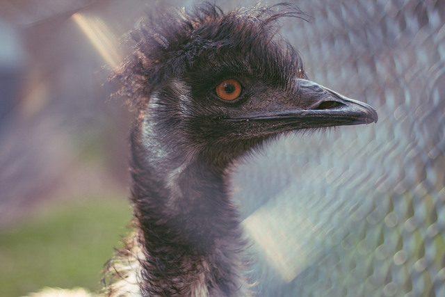 10 dôvodov prečo zvoliť manuálne zaostrenie pri automatickom zaostrovaní pri snímaní fotografií bliknutím obrazu zoo