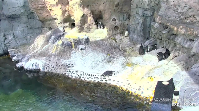 Akvárium tichomorskej tučniaka Cam