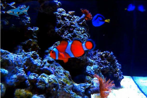 zviera-planet-live-clownfish