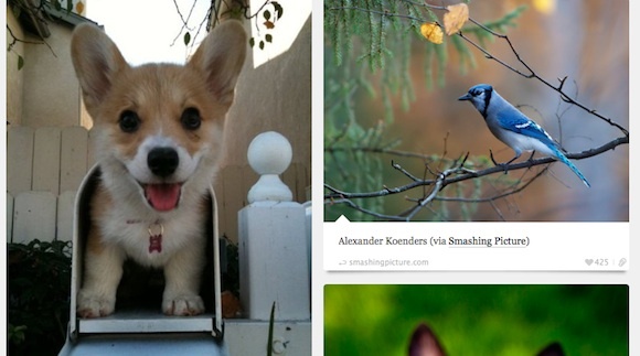 10 úžasných a inšpiratívnych tumblrov na vyzdvihnutie informačného panela BestTumblrs Animal Blog